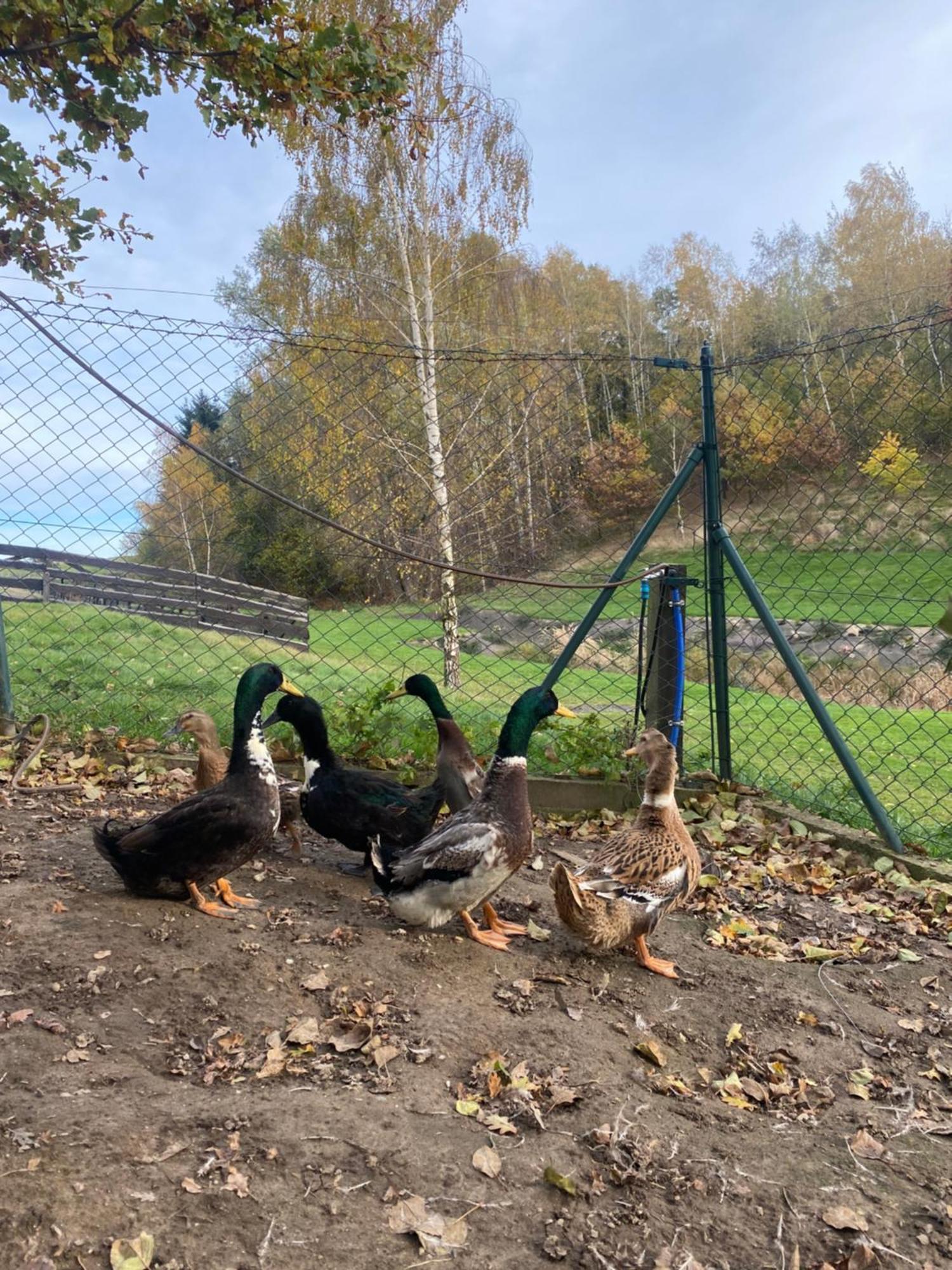 Na Uboczu Villa Gryfów Śląski Eksteriør bilde